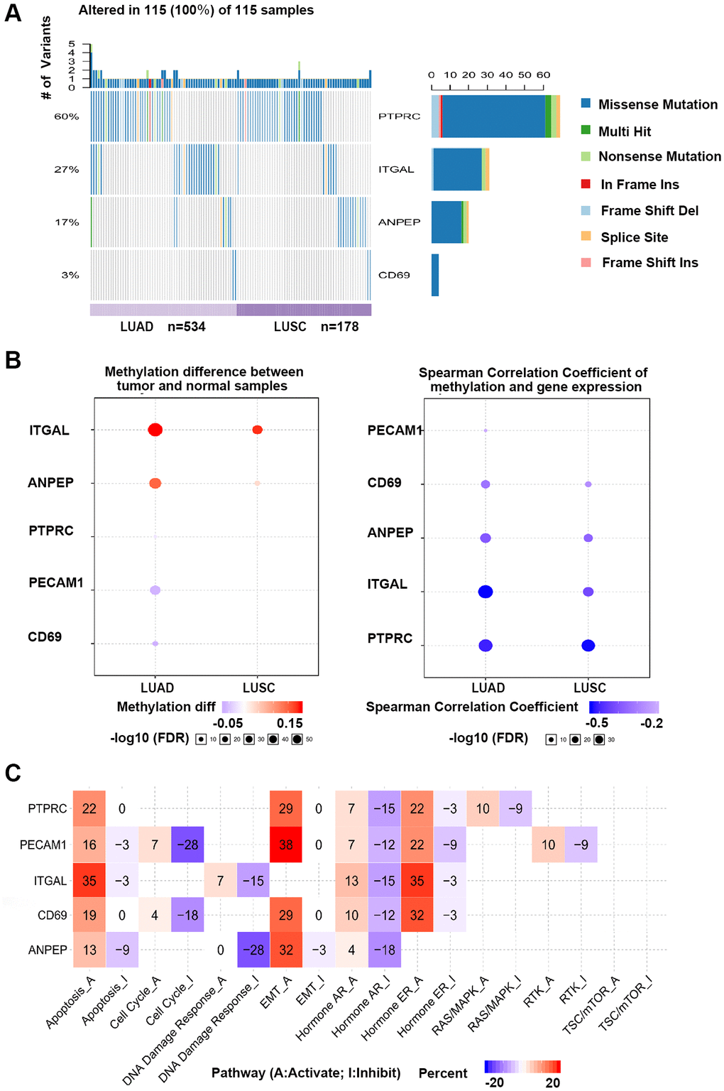 GSCA online database was selected to analyze the single nucleotide variation, methylation and pathway activity of validated genes. (A) Waterfall plots, gives a single nucleotide variation of in LUAD and LUSC gene sets. (B) Methylation of hub genes, Blue points represented a methylation upregulation in tumors, red points represented a methylation downregulation in tumors, the deeper of color, the higher the difference. Student T test were performed to define the methylation difference between tumor and normal samples. The association between mRNA expression and methylation was based on Person’s product moment correlation coefficient, and followed a t distribution. Blue points represented negative correlation, and red represented positive correlation, the deeper of color, the higher the correlation. P value was adjusted by false discovery rate (FDR), FDR ≤ 0.05 was considered as significant. Size of the point represents statistic significance (C) Effects of validated gene on cell pathway activity, gene expression was divided into 2 groups (High and Low) by median expression, the difference of pathway activity score (PAS) between groups was defined by student T test, P value was adjusted by FDR, FDR ≤ 0.05 was considered as significant. Pathway Activity module presents the correlation of genes expression with pathway activity groups (activation and inhibition) that defined by pathway scores.