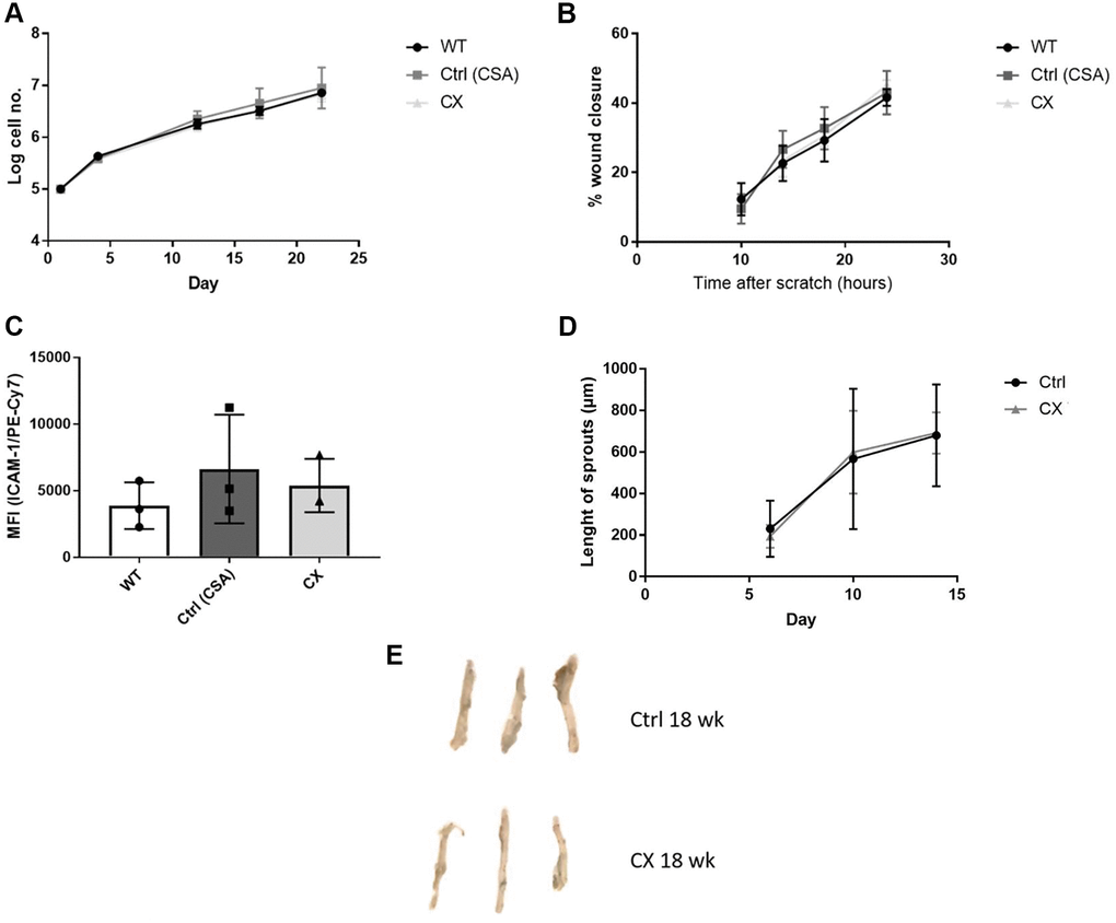 CX mice do not display cell autonomous vascular dysfunction phenotype regarding endothelial cell proliferation, migration, ICAM-1 activation, angiogenesis nor senescence. (A) Proliferation rates of CX ECs do not differ from neither the CSA KO nor WT ECs. (B) Migration capacity, as measured by the wound healing assay. (C) ICAM-1 expression in ECs, measured by fluorescence intensity in FACS analysis. One-way Anova followed by Tukey’s post hoc test. (D) Angiogenesis capacity, measured using the aortic ring assay in 12 week old animals. Data are presented as mean ± SE. Student’s t-test. p values of higher than 0.05 were considered nonsignificant. (E) Senescence Associated β-galactosidase staining of mice aortas. n ≥ 3 for all experiments. Abbreviations: Ctrl: control; WT: wildtype; EC: endothelial cells; Wk: weeks.