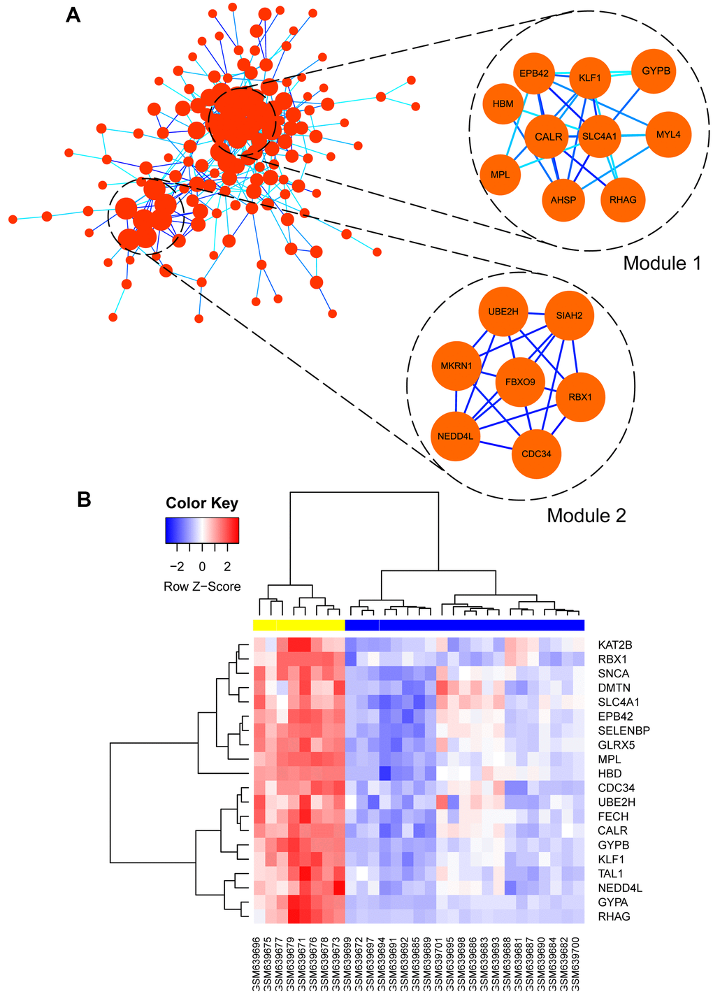 (A) Visualization of protein-protein interaction (PPI) network of genes in green module as well as the top 2 modules from PPI network. Every edge represented the interaction between two genes. (B) hub genes expression heat map identified in green module.