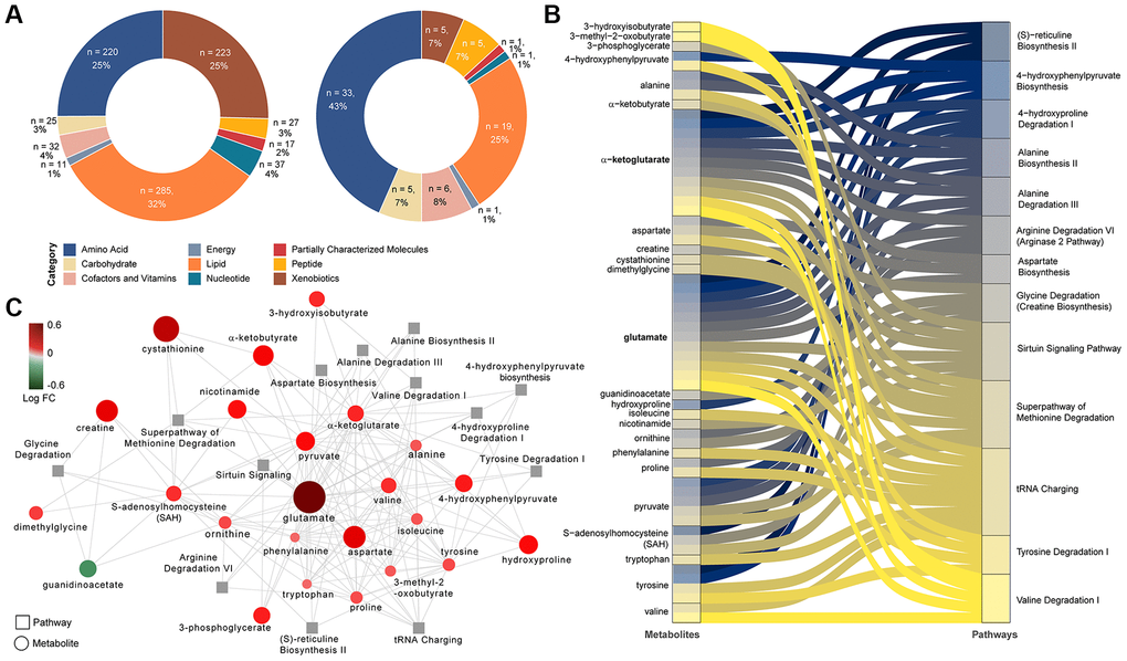 Differing metabolites and pathways found between PLWH and PLWH with MetS. (A) Doughnut charts of metabolite proportions for each super pathway for all detected metabolites (left) and metabolites with differential abundance between PLWH and PLWH with MetS (LIMMA, FDR n = 69). (B) Metabolites contribution to the flow of top 13 pathways represented as Sankey Plot. (C) Cytoscape network of top 13 pathways and associated enriched metabolites.