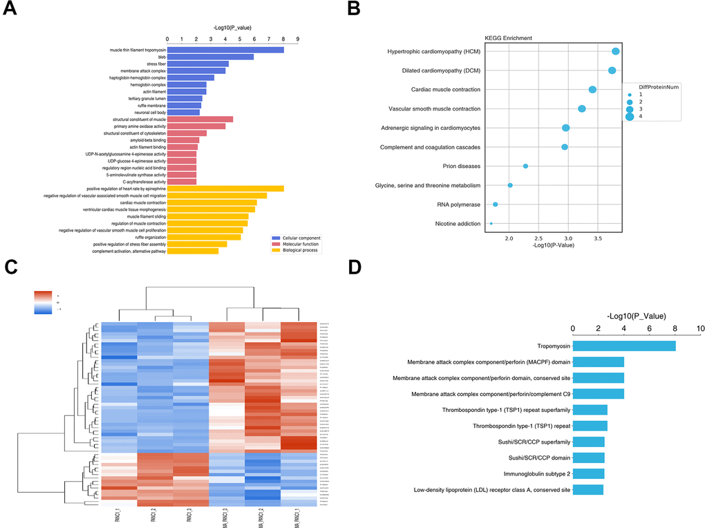 GO and KEGG pathway enrichment analysis of DEPs between PANC-1 and MA treated PANC-1. (A) Go enrichment analysis of DEPs in PANC-1 cells post MA treatment. The results showed the GO Term of the top 10 enrichment significance. (B) The top 10 enriched pathways for DEPs. (C) Differential protein group Cluster analysis. (D) The top 10 significantly enriched protein domain classification statistics histogram.