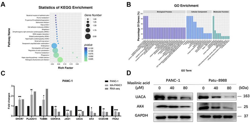 Association analysis of differential genes and differential proteins. (A) The top 20 enriched pathways for DEGs. (B) Top 25, top15, and top10 GO Terms according to the number of different genes annotated to GO terms in descending order. (C) QRT-PCR analysis of DEGs in PANC-1 and MA-treated PANC-1 cells. (D) Western blot analysis of the expression of UACA and AK4 in MA-treated PANC-1 and Patu-8988 cells. Data are presented as fold change and as mean ± SD of three independent experiments. ***p 