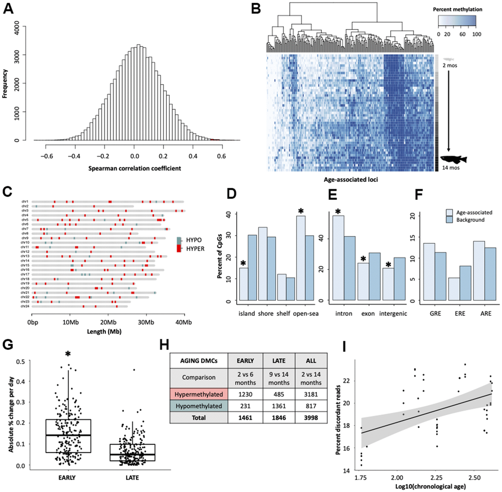 Characterization of age-associated DNA methylation patterning in medaka hepatic tissue. (A) Histogram of correlation coefficients between methylation status and age in days. Hypermethylated cytosines are shown in red and hypomethylated in blue. (B) Heatmap of age-associated cytosines (n = 207). Age is specified by color intensity (2-month: light gray to 14-month: black). (C) Distribution of age-associated cytosines across the medaka genome. Cytosines that become hypermethylated with age are shown in red and those that become hypomethylated with age in blue. (D–F) Bar plots showing comparisons between age-associated cytosines (light blue) and background (dark blue) coverage of genomic features. (G) Comparison of the change in methylation during early- and late-life across age-associated cytosines. (H) Table showing differential methylation between early- and late-life. (I) Differences in the percent of reads which have discordant methylation across age groups.