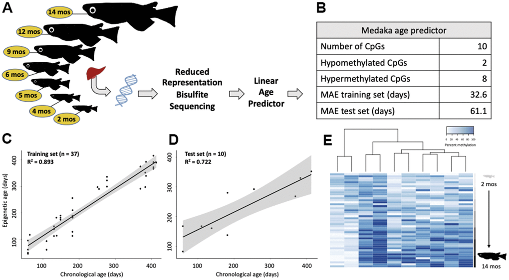 Construction of an epigenetic age predictor in medaka. (A) Conceptual diagram of the RRBS experiment. (B) Description and performance metrics of the medaka epigenetic clock. (C) Performance of the epigenetic clock on the training set (n=37) and (D) test set (n=10). (E) Heat map of the methylation of the 10 clock cytosines. Age is specified by color intensity (2-month: light gray to 14-month: black).