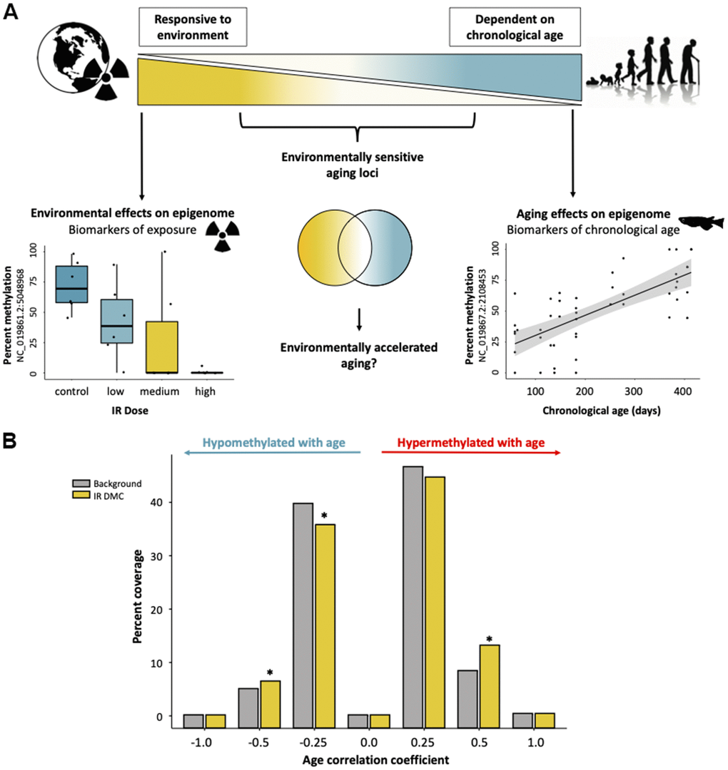 Interactive effects of exposure to ionizing radiation and age on the medaka DNA methylome. (A) Diagram of a hypothetical continuum of cytosines with cytosines affected strongly by age on one end and those which are highly environmentally responsive on the other. (B) Distributions of cytosines affected by IR exposure along the continuum of association with chronological age. Background represents the number of overlapping CpGs in the two datasets (age and radiation exposure).