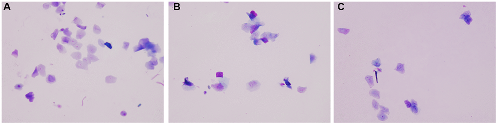 Vaginal smear. (A) Normal group; (B) Natural aging non-intervention group; (C) Natural aging intervention group (X20).