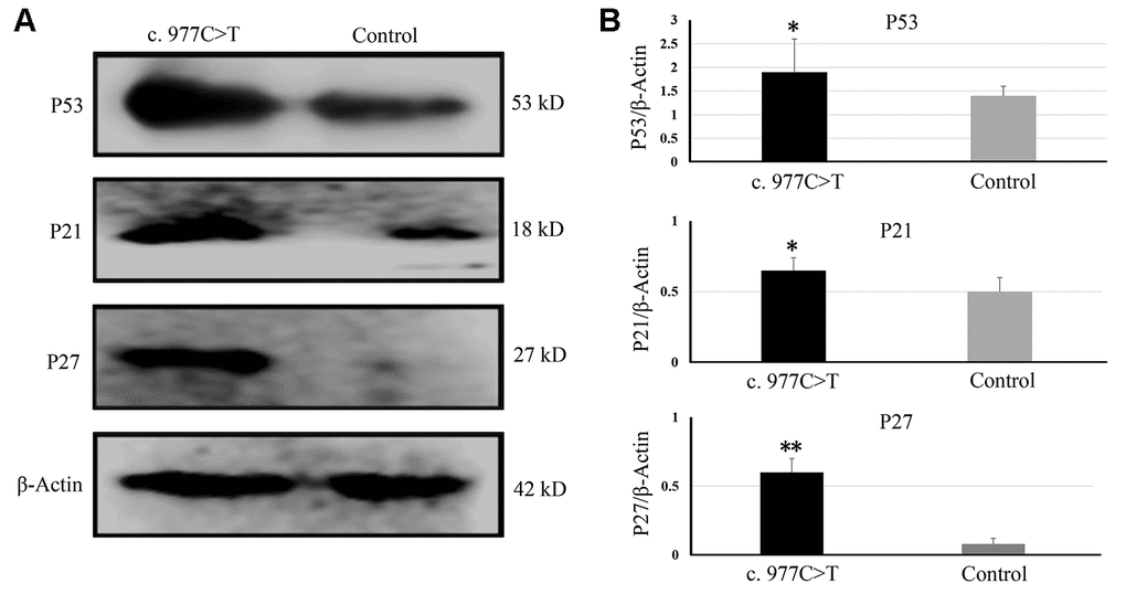 The expressions of genes related to the cell cycle and growth were determined by Western blotting (A) and quantitative analysis (B). *P **P 