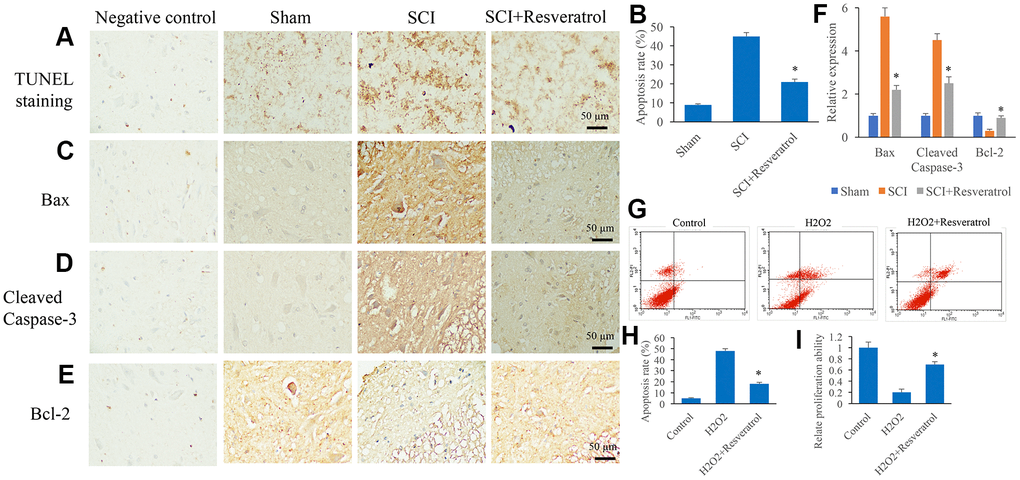 Resveratrol suppressed apoptosis in vivo and in vitro. (A) The apoptosis level in the tissue was detected using TUNEL staining; (B) The apoptosis level in the tissue was analyzed; (C) The expression of Bax was measured in the tissues; (D): The expression of Cleaved Caspase-3 was measured in the tissues; (E): The expression of Bcl-2 was measured in the tissues; (F): The levels of Bax, Cleaved Caspase-3, and Bcl-2 was analyzed; (G): The cell apoptosis model was established by H2O2; (H): The remarkable increased apoptosis level induced by H2O2 was suppressed by resveratrol; (I) The decreased cell proliferation ability caused by H2O2 was promoted by resveratrol. *P 2O2. The experiments were repeated at least 3 independent times.