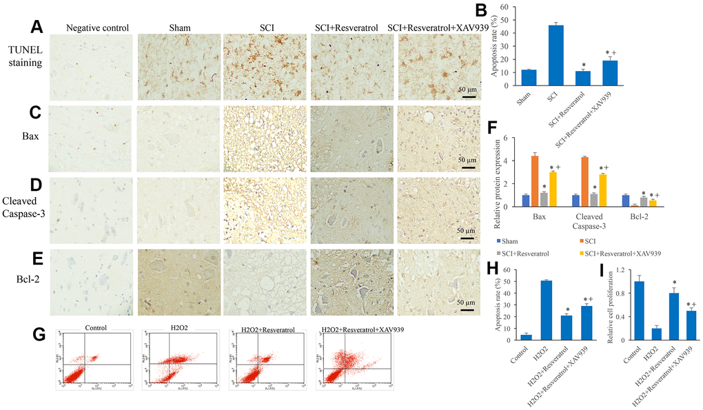 XAV939 significantly reversed the influence of resveratrol on apoptosis after SCI. (A) The apoptosis level in the tissue was detected using TUNEL staining; (B) The apoptosis level in the tissue was analyzed; (C) The expression of Bax was measured in the tissues; (D): The expression of Cleaved Caspase-3 was measured in the tissues; (E): The expression of Bcl-2 was measured in the tissues; (F): The levels of Bax, Cleaved Caspase-3, and Bcl-2 was analyzed; (G): The cell apoptosis model was established by H2O2; (H): The remarkable increased apoptosis level induced by H2O2 was suppressed by resveratrol; (I) The decreased cell proliferation ability caused by H2O2 was promoted by resveratrol. *P 2O2, + P 