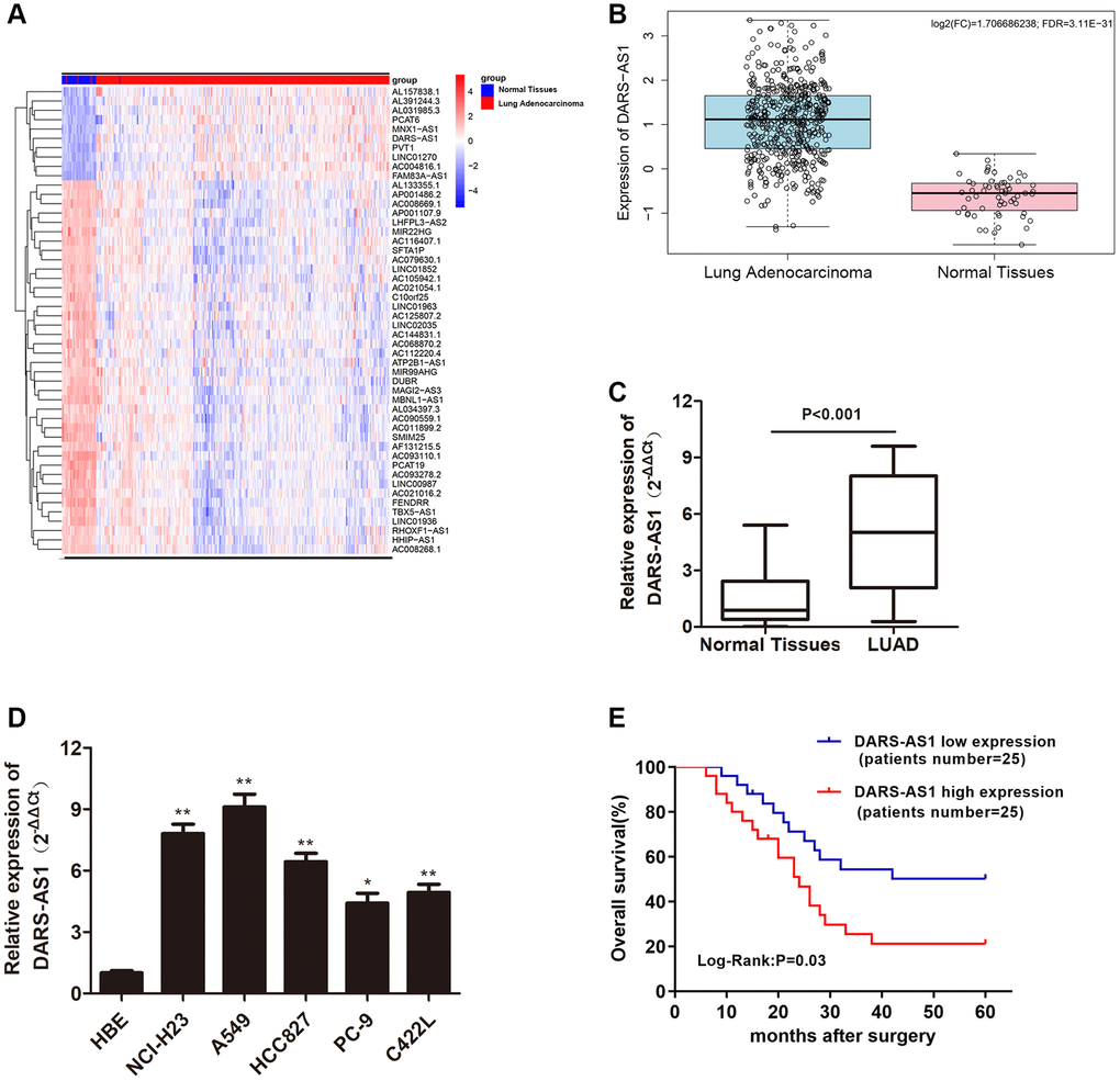 LncRNA DARS-AS1 was highly expressed in LUAD tissues and cell lines. (A) The top 50 differential expression lncRNA of LUAD identified by a bioinformatics screen in the TCGA database. (B) Expression of lncRNA DARS-AS1 was higher than usual in LUAD tissues from the TCGA database. (C) Higher expression of DARS-AS1 was identified in 50 LUAD tissues compared to normal tissues (p D) Higher expression of DARS-AS1 was identified in LUAD cell lines compared to the HBE cell line (p E) High expression of DARS-AS1 in LUAD patients was associated with a poor prognosis (Log-Rank: p = 0.03).