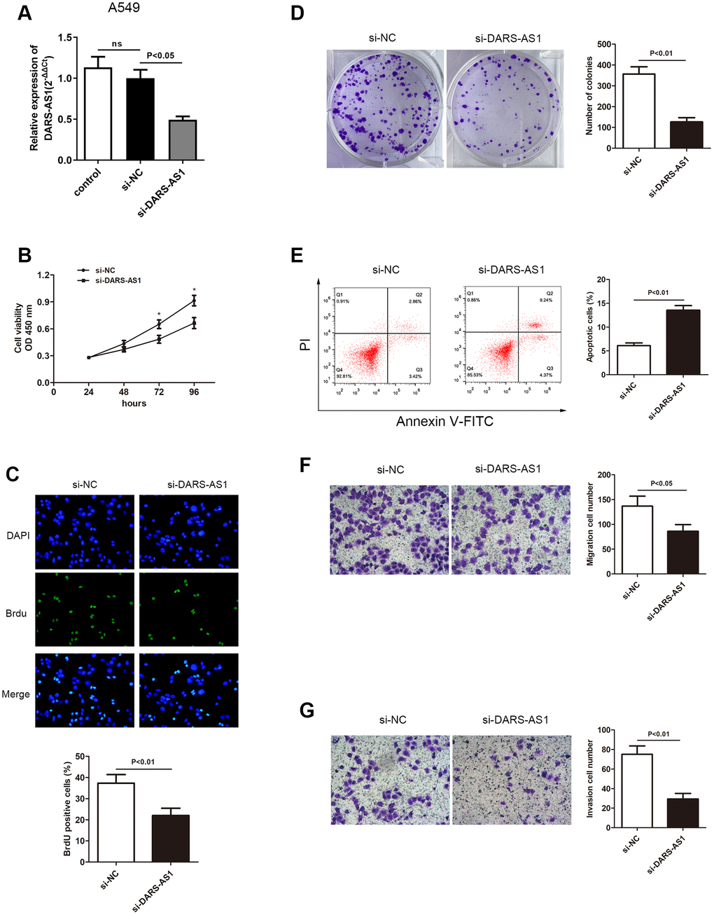 Knockdown of DARS-AS1 resulted in alleviated LUAD progression. (A) The DARS-AS1 expression level was significantly decreased in A549 cells compared to the si-NC group after transfection with si-DARS-AS1 (p B) CCK-8 (p C) BrdU (p D) colony formation (p E) An increased apoptosis rate was observed in the si-DARS-AS1 group compared to the si-NC group (upper right quadrant + lower right quadrant) (p F) migrating (p G) invading (p 