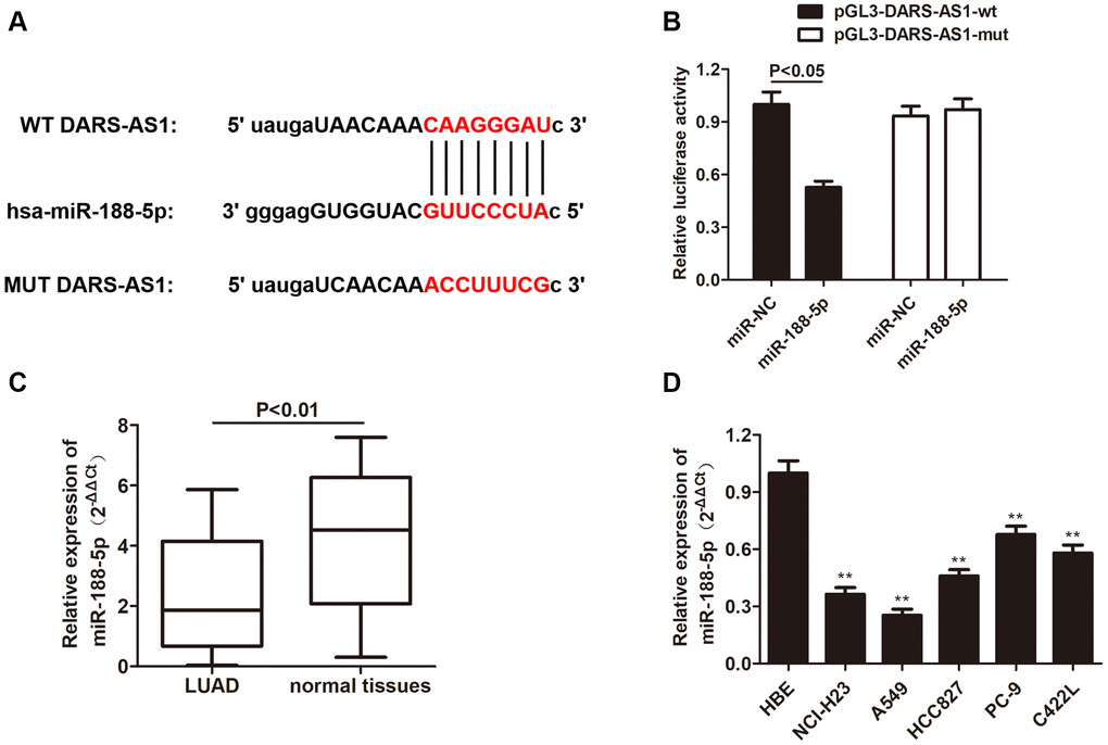 MiR-188-5p is a target gene of DARS-AS1. (A) The binding site between DARS-AS1 and miR-188-5p. (B) The dual-luciferase assay results confirmed a direct interaction between DARS-AS1 and miR-188-5p (p C) The expression level of miR-188-5p was lower than usual in LUAD tissues compared to normal tissues (p D) The expression level of miR-188-5p was lower than usual in LUAD cell lines compared to the HBE cell line (**p 