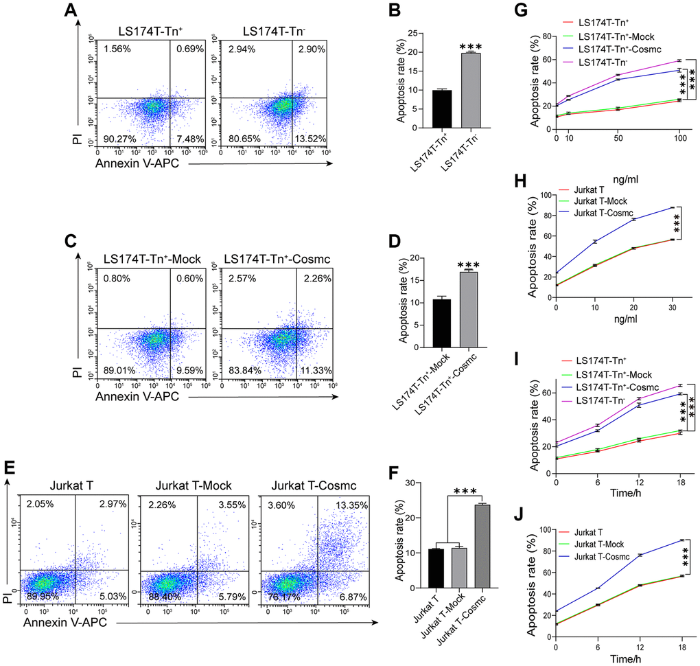 Apoptosis of Tn+ cells analysis with FCM before and after treatment with WtCosmc and Apo2L/TRAIL. (A–B) Apoptosis rates in LS174T-Tn+ and LS174T-Tn− cells. (C–D) Apoptosis rates in LS174T-Tn+-Mock and LS174T-Tn+-Cosmc cells. (E–F) Apoptosis rates in Jurkat T, Jurkat T-Mock, and Jurkat T-Cosmc cells. (G) Apoptosis of LS174T-Tn− and LS174T-Tn+ cells after exposure to Apo2L/TRAIL at different concentrations (10 ng/mL, 50 ng/mL, and 100 ng/mL) before and after transfection with WtCosmc or Mock. (H) Apoptosis of Jurkat T cells after exposure to Apo2L/TRAIL at different concentrations (10 ng/mL, 20 ng/mL, and 30 ng/mL) before and after transfection with WtCosmc or Mock. (I) The apoptosis of LS174T-Tn− and LS174T-Tn+ cells were exposed to Apo2L/TRAIL at 100 ng/mL and different timepoints (6 h, 12 h, and 18 h) before and after transfection with WtCosmc or Mock. (J) Apoptosis of Jurkat T cells after exposure to Apo2L/TRAIL at 20 ng/mL and different timepoints (6 h, 12 h, and 18 h) before and after transfection with WtCosmc or Mock. Data shown are the mean {plus minus} SD of three independent experiments (***P 