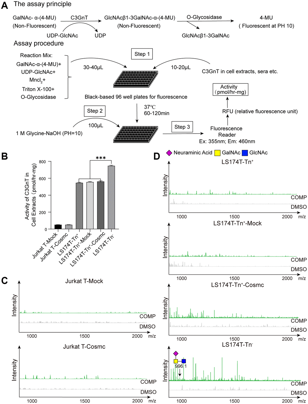 Cosmc transfection did not influence the activity of C3GnT and core 3-derived O-glycans in Tn+ cells. (A) The procedure of fluorescence detection of C3GnT activity. (B) The activity of C3GnT was detected using a fluorescence method in LS174T-Tn−, LS174T-Tn+, and Jurkat T cells before and after transfection with WtCosmc or Mock. (C) Core 3-derived O-glycans in Jurkat T cells before and after transfection with WtCosmc or Mock were analyzed using CORA and MALDI-TOF-MS. (D) Core 3-derived O-glycans in LS174T-Tn− and LS174T-Tn+ cells before and after transfection with WtCosmc or Mock (***P 