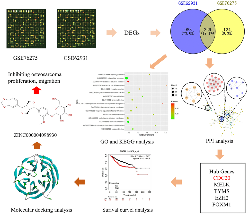 Frame diagram of this study. The first image is selected to represent information of tissue datasets from the Gene Expression Omnibus database. Abbreviations: DEG: differentially expressed gene; GO: gene ontology; KEGG: Kyoto Encyclopedia of Genes and Genomes; PPI: protein-protein interaction; CDC20: cell-division cycle protein 20; MELK: maternal embryonic leucine zipper kinase; TYMS: thymidylate synthase; EZH2: enhancer of zeste homolog 2; FOXM1: forkhead box protein M1.