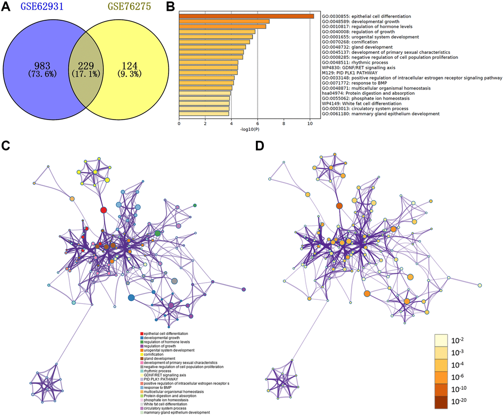 (A) Venn plot of DEGs in GSE62931 and GSE76275. (B) GO terms and enriched KEGG pathways of the DEGs. (C) DEGs colored by cluster ID. DEGs in the same cluster ID nodes are closely related to each other. (D) DEGs colored by P-value. Terms with more significant P-values contain more genes.