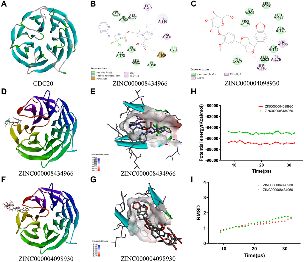 (A) The crystal structure of CDC20. (B) Schematic of intermolecular interaction of ZINC000008434966 with CDC20. (C) Schematic of intermolecular interaction of ZINC000004098930 with CDC20. (D) The crystal structure of CDC20 with ZINC000008434966. (E) The charge between the ZINC000008434966 and CDC20 surface. (F) The crystal structure of CDC20 with ZINC000004098930. (G) The charge between the ZINC000004098930 and CDC20 surface. (H) Potential energy of the compounds ZINC000008434966 and ZINC000004098930, Average backbone root-mean-square deviation. (I) RMSD of the compounds ZINC000008434966 and ZINC000004098930, root-mean-square deviation.