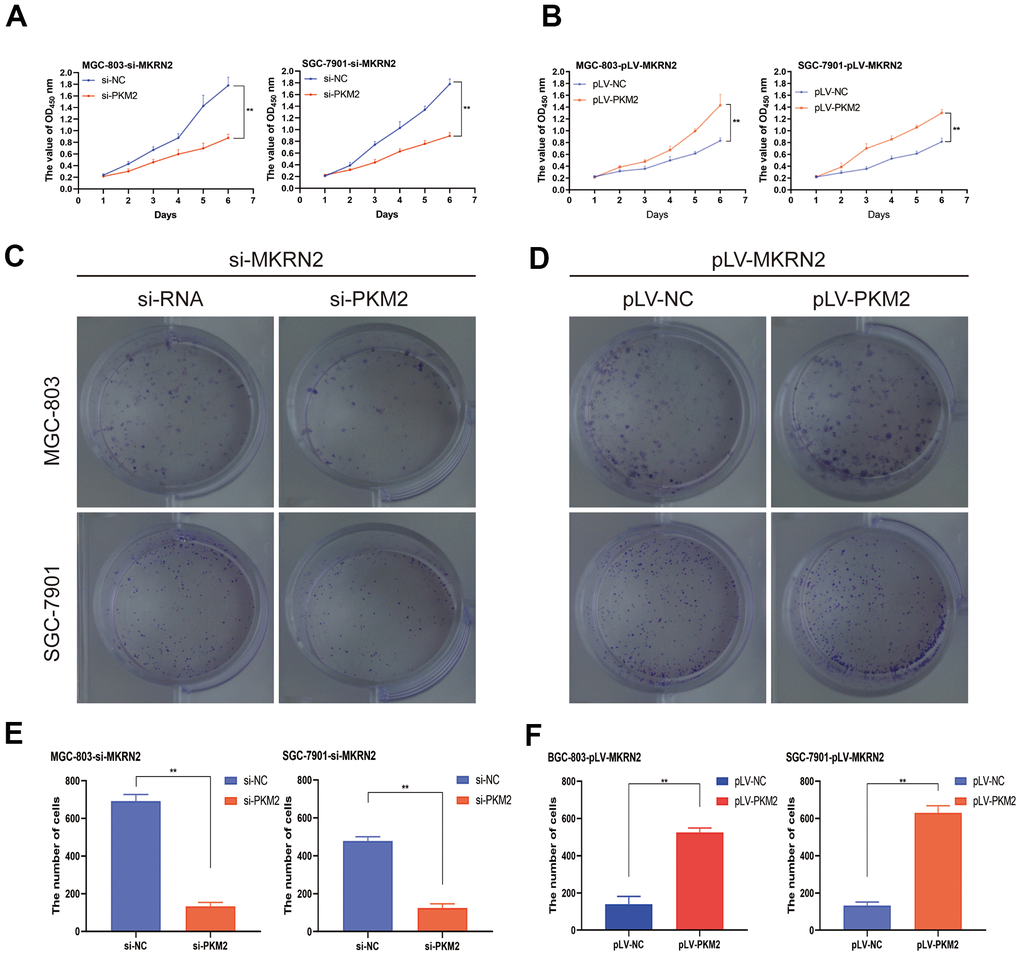 MKRN2 regulates ERK by degrading PKM2. When recombinant pcDNA3.1-PKM2 was transiently transfected into SGC-7901 and MGC-803 cells transfected with pLV-MKRN2, it promoted cell proliferation (B, D, F). However, when siRNA of PKM2 was transiently transfected into SGC-7901 and MGC-803 cells transfected with siRNA-MKRN2, the results were opposite (A, C, E).