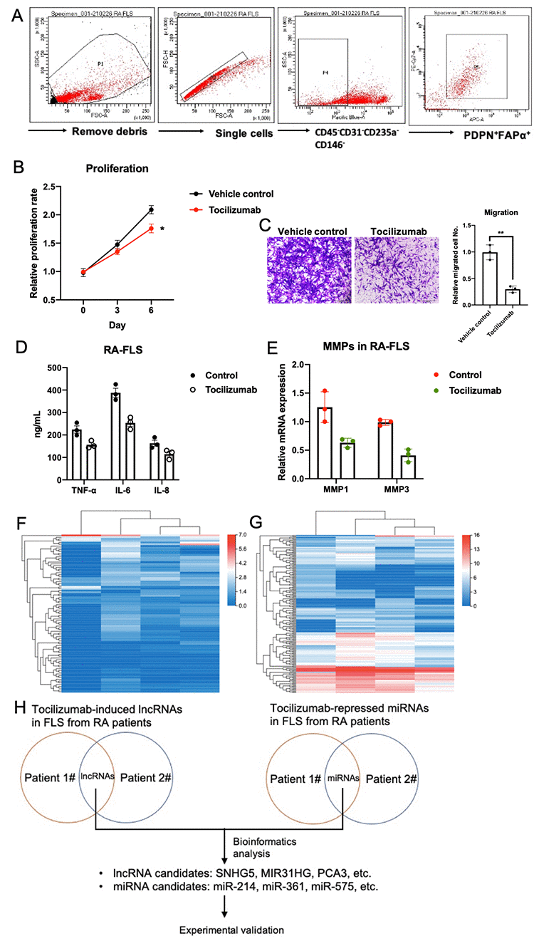 Anti-inflammatory effects of tocilizumab on RA-FLS-mediated inflammation. (A) The sorting strategy for isolating RA-FLS from joint synovium of RA patients. (B, C) The effects of tocilizumab on the proliferation and migration abilities of RA-FLS (n=3). (D, E) The effects of tocilizumab on various cytokines and MMPs of RA-FLS (n=3). (F, G) LncRNA-seq and miRNA-seq were performed using tocilizumab-treated RA-FLS. (H) Strategy for selecting potential tocilizumab lncRNA and miRNA targets in RA-FLS for downstream experimental validation. Data represent the mean ± SEM; *p t-test.