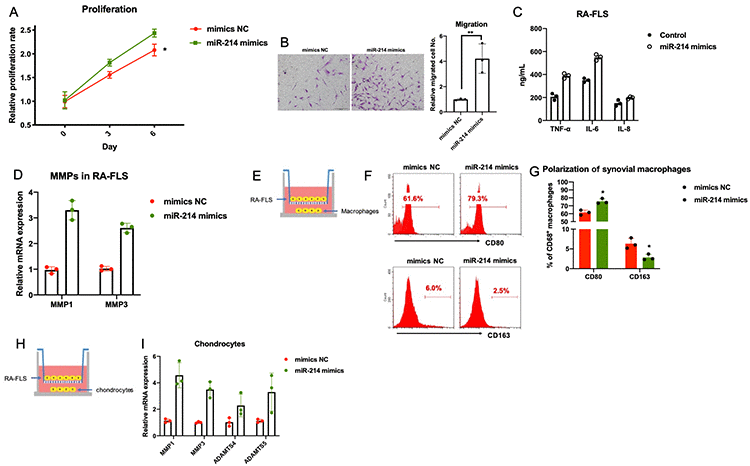 The effects of miR-214 overexpression on RA-FLS-mediated inflammation. (A–D) The effects of miR-214 overexpression on proliferation, metastasis, and production of inflammatory molecules and MMPs in RA-FLS (n=3). (E–I) The effects of miR-214 overexpressing RA-FLS on primary macrophages and chondrocytes (n=3). Data represent the mean ± SEM; *p t-test.