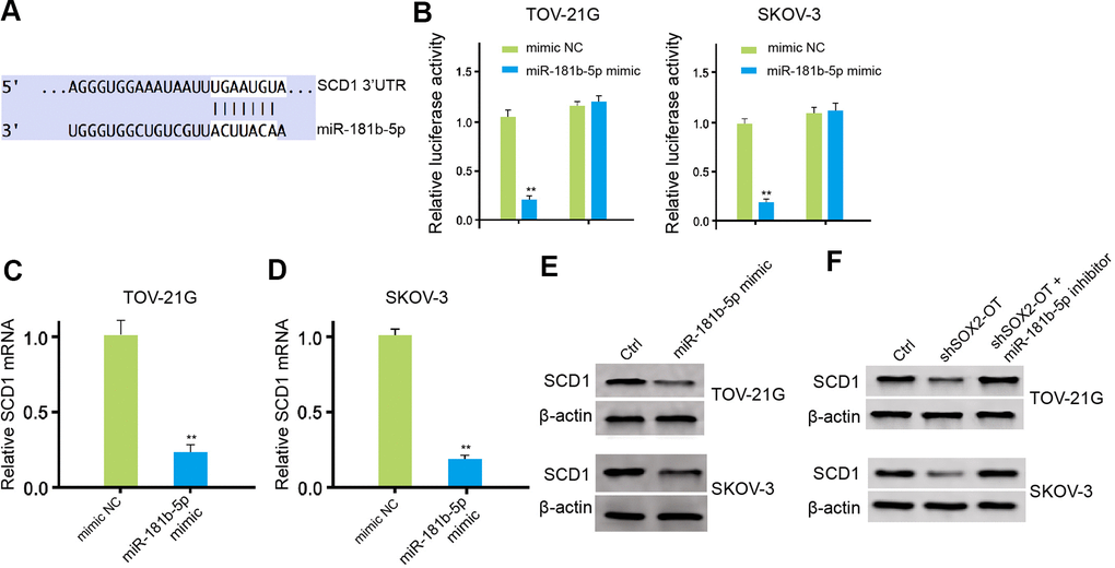 MiR-181b-5p targets SCD1 in ovarian cancer cells. (A) The binding of miR-181b-5p and SCD1 3’ UTR was analyzed by bioinformatic analysis based on Targetscan (http://www.targetscan.org/vert