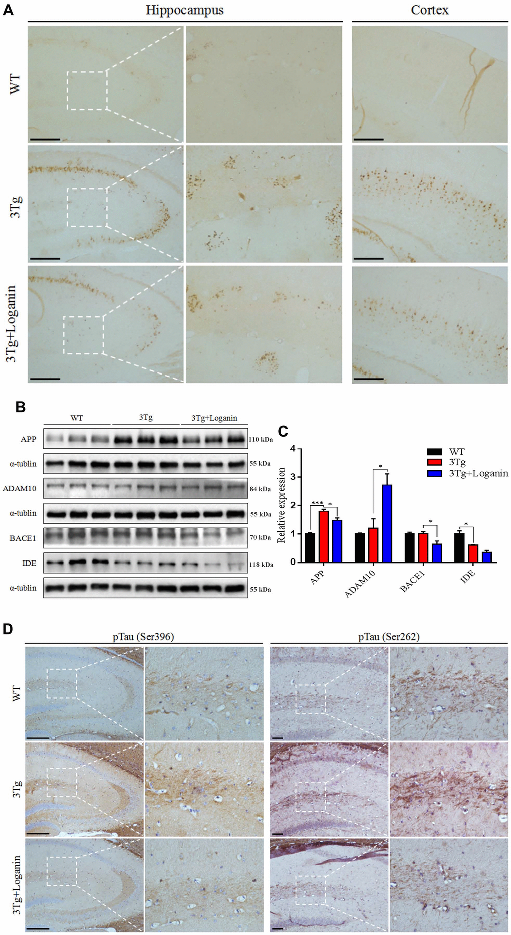 Effects of loganin on AD pathology and the expression of Aβ-related key proteins. (A) The relative expression of Aβ deposition. (B, C) The relative expression of APP expression and processing related proteins. (D) The relative expression of Tau phosphorylation. Scale bar = 100 μm. Data were expressed as mean ± SEM, *p ***p 