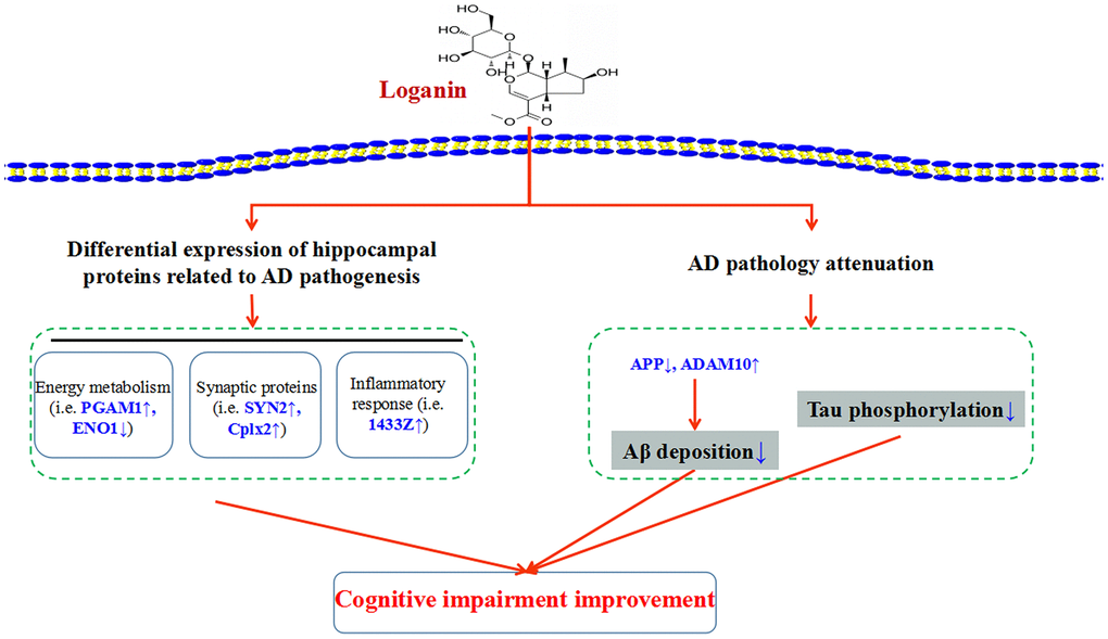 Schematic diagram demonstrating the proposed potential mechanisms involving in neuroprotective effects of loganin. Administration of loganin induced the change of hippocampal proteome and AD pathology. Obviously, the abnormal expression of the differentially expressed proteins may directly or indirectly regulate cognitive impairment of the 3xTg-AD mice.