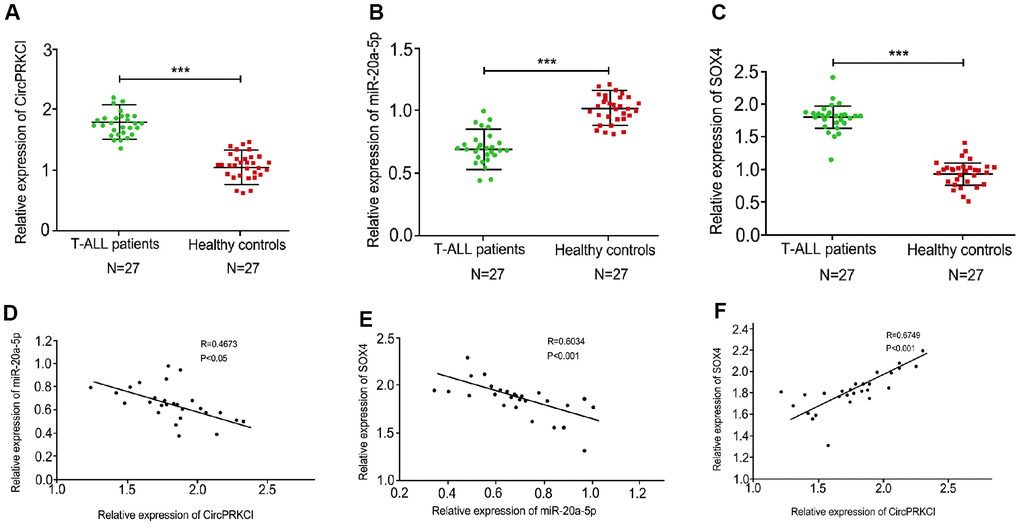 The expression levels of circPRKCI are positive correlated with SOX4 and are negative correlated with miR-20a-5p in T-ALL samples. (A, B) Levels of circPRKCI (A), miR-20a-5 (B) and SOX4 (C) in T-ALL samples were detected by qRT-PCR experiment. (D) The correlation of circPRKCI with miR-20a-5p was analyzed using qRT-PCR experiment in T-ALL samples. (E) The correlation of SOX4 with miR-20a-5p was analyzed using qRT-PCR experiment in T-ALL samples. (F) The correlation of SOX4 with circPRKCI was analyzed using qRT-PCR experiment in T-ALL samples. ***p 