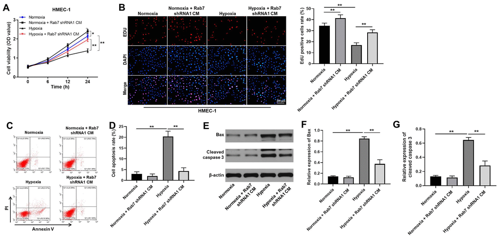 Knockdown of Rab7 reversed hypoxia-induced inhibition of HMEC-1 cell proliferation. In order to detect the function of Rab7 in hypoxia-treated HK-2 cells, cells were cultured in hypoxia and normoxia, respectively. Then, the cell supernatant was collected and cultured in conditioned medium (CM). After that, HMEC-1 cells were maintained in CM. (A) CCK-8 assay was performed to detect the viability of HMEC-1 cells. (B) The proliferation of HMEC-1 cells was tested by EdU staining. (C, D) The apoptosis of HMEC-1 cells was tested by flow cytometry. (E) The protein levels of Bax and cleaved caspase 3 in HMEC-1 cells were detected by western blot. (F, G) β-actin was used for quantification. *P**P