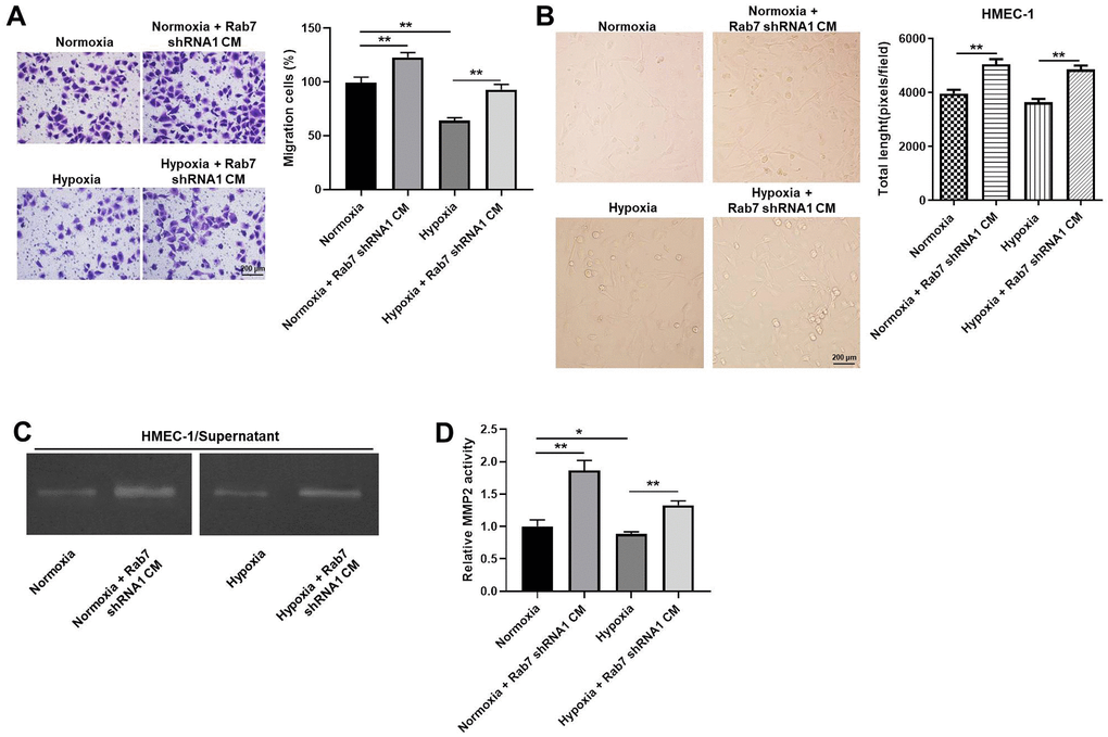 Rab7 silencing reversed hypoxia-induced decrease of cell migration and angiogenesis. (A) The migration of HMEC-1 cells was tested by transwell assay. (B) The angiogenesis of HMEC-1 cells was investigating by calculating the total length. (C, D) The MMP-2 activity in HMEC-1 cells was tested by Gelatin Zymography. *P**P