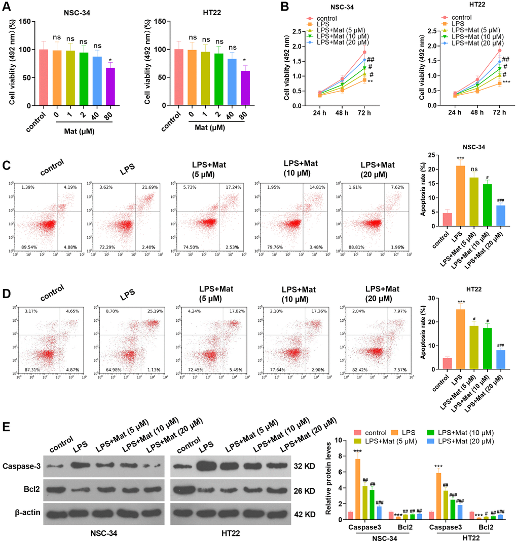 Mat attenuated the LPS-mediated neuronal damage. Different concentrations (0 to 80 μg/mL) of Mat were taken to treat NSC-34 and HT22 neurons for 48 hours. (A) The toxicity of Mat on neurons was gauged by MTS analysis. On the basis of 1 μg/mL LPS treatment for 24 hours, different concentrations (5 to 20 μg/mL) of Mat were taken to treat NSC-34 and HT22 cells for 48 hours. (B) Cell proliferation was assessed by MTS analysis at the 24th, 48th and 72nd hours after Mat treatment. (C–D) Apoptosis was examined by FCM. (E) WB verified the expression of Caspase3 and Bcl2. *P ***P +P ++P ++P 