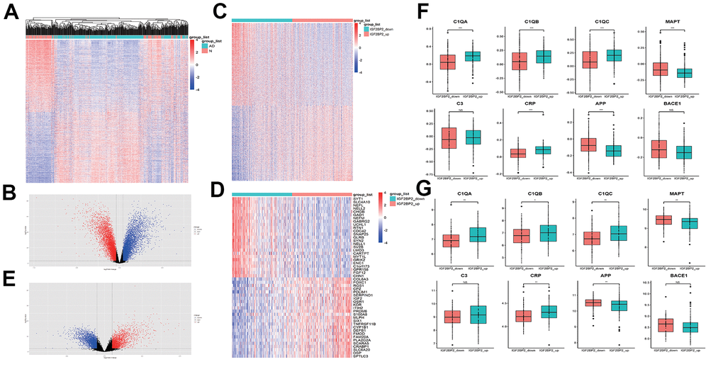 Identification of DEGS related with IGF2PB2 in AD. (A, B) DEGs between AD patients and normal people in GSE33000. (C, E) DEGs between IGF2PB2 high and low group in AD patients in GSE33000. (D) The top25 increased differentially expressed genes and the top25 decreased differentially expressed genes between IGF2PB2 high and low group in AD patients in GSE33000. (F, G) Expression status of systemic inflammation biomarkers and AD pathological markers in IGF2BP2