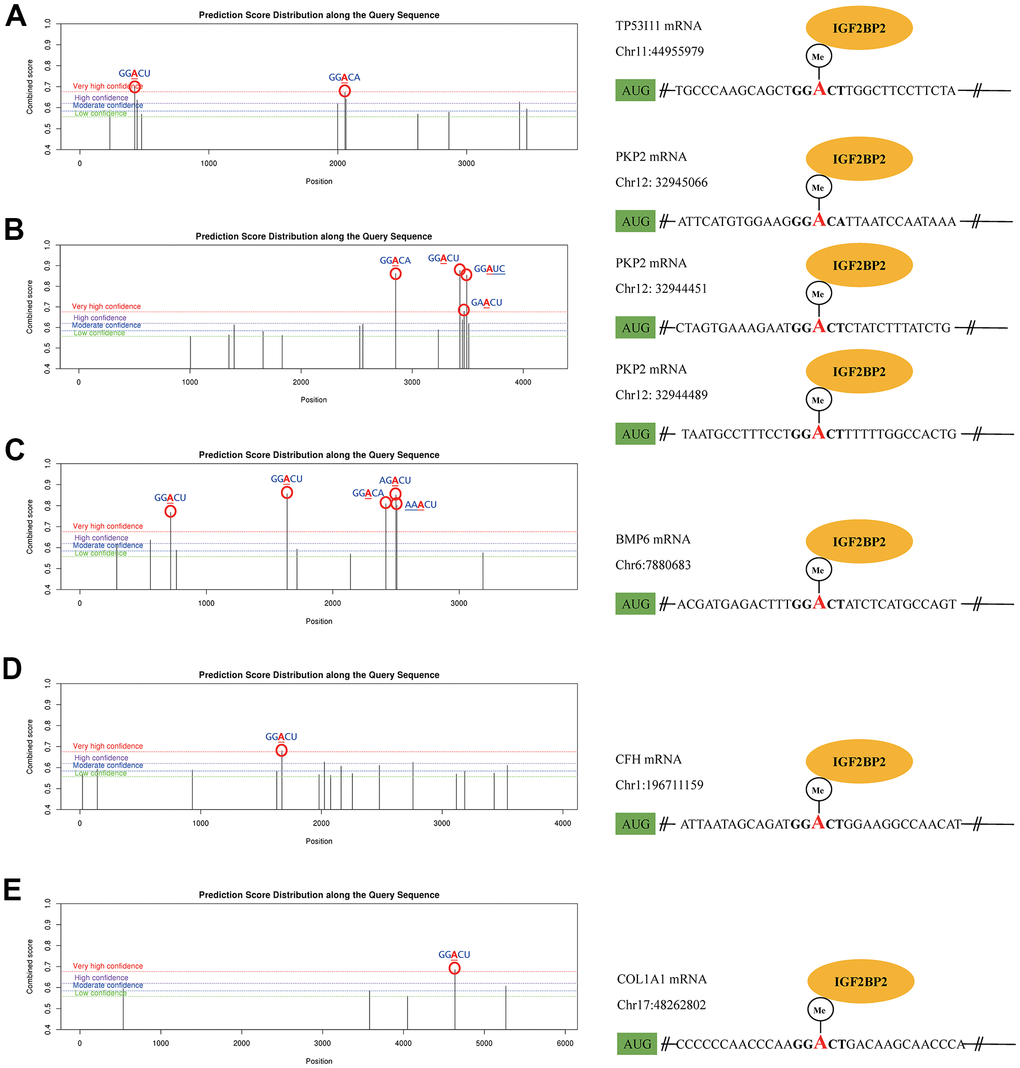 The m6A mechanism of IGF2PB2 and its downstream mRNA targets. The m6A mechanism of IGF2PB2 and TP53 (A), PKP2 (B), BMP6 (C), CFH (D), COL1A1 (E).