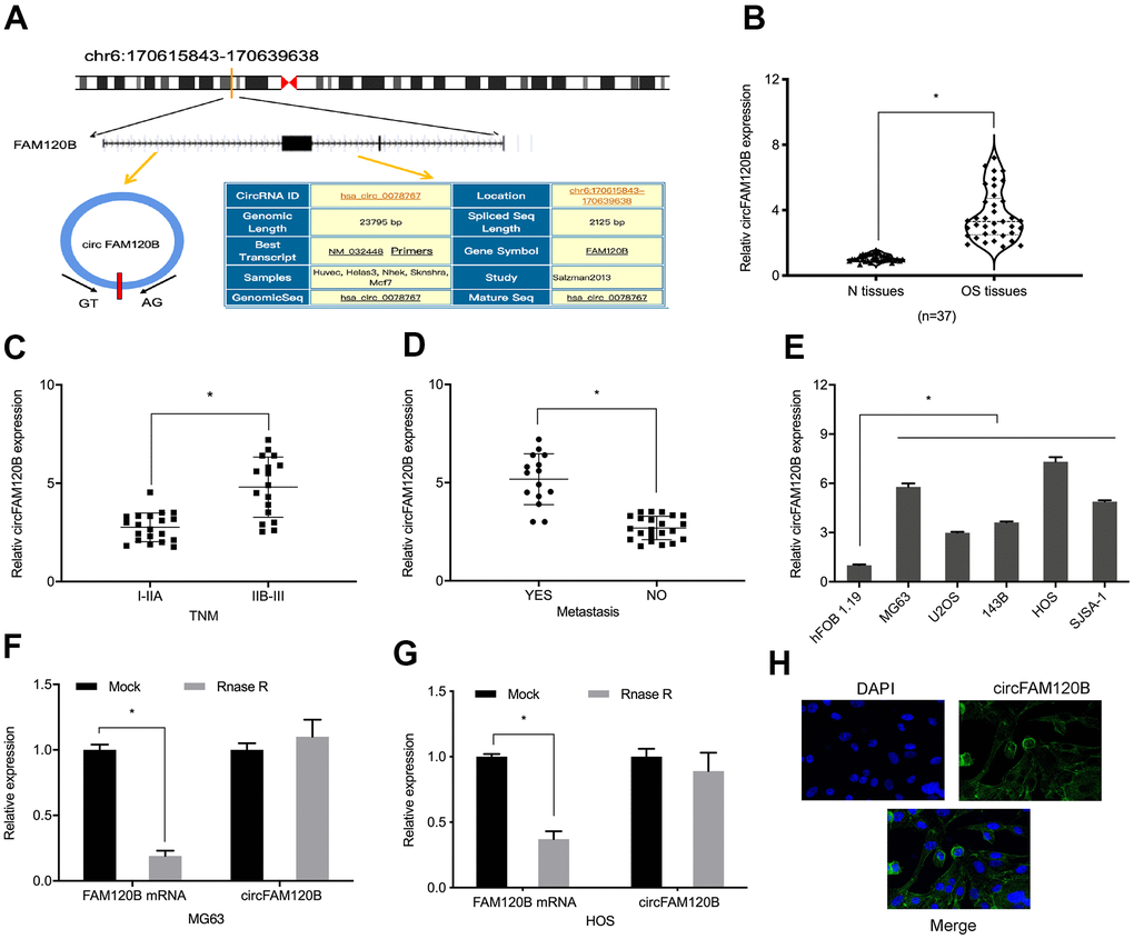 Aberrant circFAM120B up-regulation in OS. (A) CircFAM120B schematic. (B) Relative circFAM120B levels in OS tissues. (C, D) Elevated circFAM120B levels were associated with OS advanced TNM stage and metastasis. (E) Relative circFAM120B levels in (H) CircFAM120B localized mainly to the cytoplasm of OS cells lines. (F) circFAM120B mRNA exhibited higher resistance to RNase R digestion. (G) CircFAM120B localized to the cytoplasm of OS cells. *P 