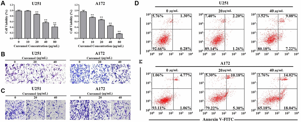 Curcumol inhibited the proliferation and metastasis and promoted apoptosis in glioma cells. (A) MTT assay was performed to determine the effect of curcumol on the proliferation of glioma cells. (B) Transwell migration and (C) invasion assays were performed to determine the effect of curcumol on the metastasis of glioma cells. (D) Glioma cells were treated with curcumol for 48 h and analyzed by flow cytometry after Annexin V-FITC/PI staining. Data were represented as means ± SD from at least of three independent experiments. *p **p 