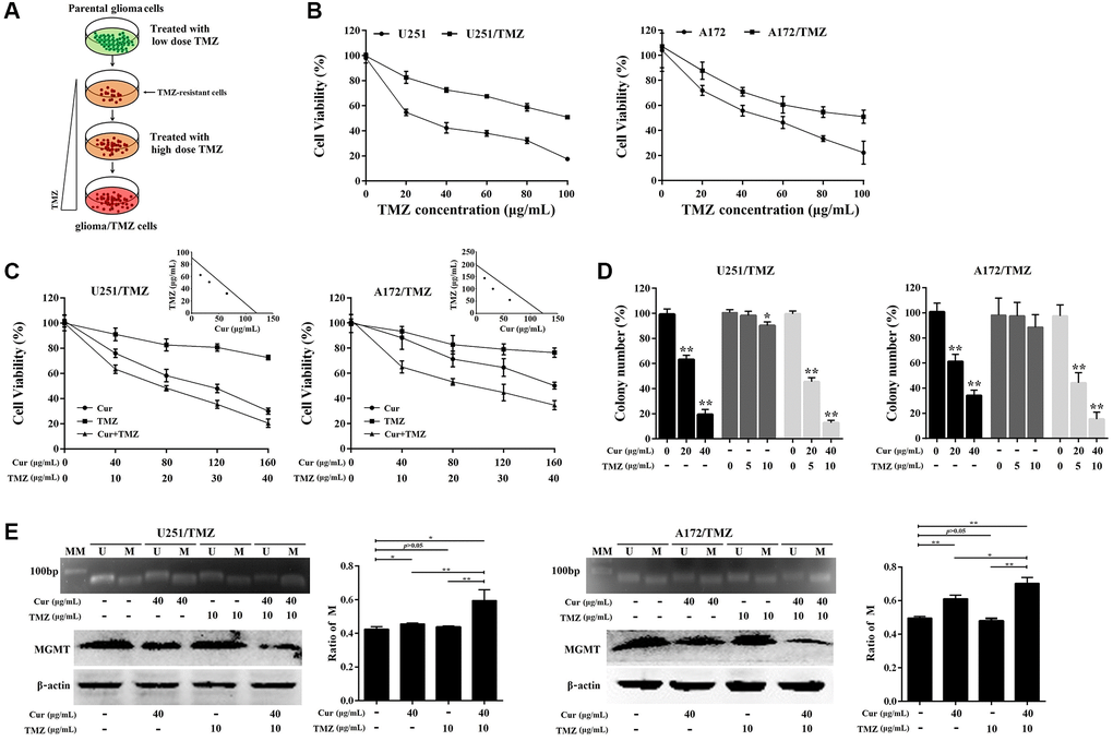 Curcumol sensitized TMZ-resistant glioma cells to TMZ. (A) Scheme for establishment of TMZ-resistant glioma cells. Briefly, the parental U251/A172 cells were cultured in DMEM medium containing increasing concentrations of TMZ until they acquired resistance to TMZ. (B) MTT assay was performed to compare cell viability against TMZ in resistant cells and their respective parental cells. (C) Isobologram analysis determined the effects of curcumol combined with TMZ on cell proliferation of TMZ-resistant glioma cells. (D) Colony formation assay was used to assess the clonogenicity of TMZ-resistant glioma cells following treatment with different concentrations of curcumol and/or TMZ for 14 days. (E) MS-PCR analysis of the MGMT promoter methylation status and the western blotting analysis of MGMT protein level in TMZ-resistant glioma cells following treatment with different concentrations of curcumol and/or TMZ. The density of each band was quantified using imaging analysis and the relative band density values were calculated as the ratio of methylated MGMT to that of methylated plus un-methylated MGMT. MGMT unmethylated: 92 bp; MGMT methylated: 8l bp; U: unmethylated; M: methylated; MM: molecular marker. *P **P 