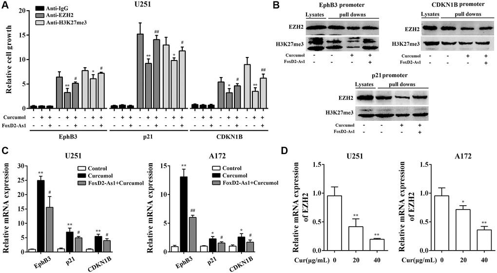 Curcumol inhibited the activation of EZH2 through the downregulation of FoxD2-As1. ChIP (A) and DNA pull down (B) assay showed the binding of EZH2 and H3K27me3 to the promoters of p21, EphB3, and CDKN1B. (C) curcumol inhibited the mRNA expression level of p21, EphB3, and CDKN1B in U251 and A172 cells. (D) curcumol inhibited the expression of EZH2 in U251 and A172 cells. *P **P #P ##P 