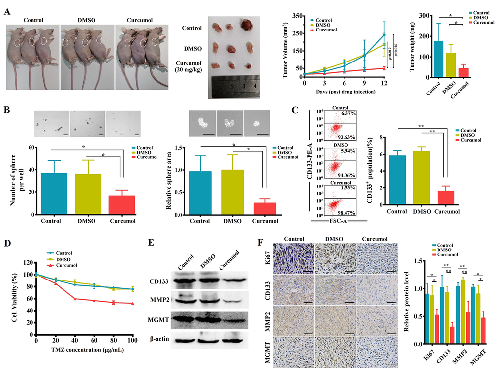 Curcumol inhibited malignant biological behaviors and TMZ-resistance of glioma cells in vivo. (A) Representative BALB/c nude mice and tumors from each treatment group. Curcumol treatment significantly reduced 251/TMZ cells-derived tumor volume and weight. (B) Tumor biopsies from curcumol group had lower ability to generate spheres as compared to those of control and DMSO groups. (C) The CD133+ cell percentage in tumor sample of curcumol group was obviously lower than that in control and DMSO groups. (D) The cells from tumor sample of curcumol group showed low tolerance to TMZ. (E) Western blotting results showed that curcumol reduced the level of CD133, MMP2, and MGMT in tumors. (F) IHC results showed that curcumol reduced the level of Ki67, CD133, MMP2, and MGMT in tumors. *P **P 