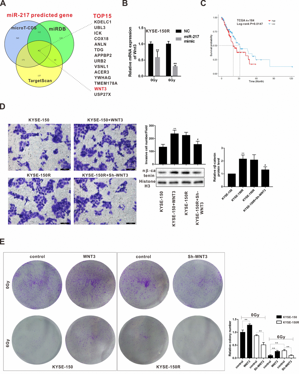 Effects of Wnt3 on the proliferation and migration of KYSE-150 and KYSE-150R cells. (A) The potential target genes of miR-217 were predicted by bioinformatics softwares (microT-CDS, miRDB and TargetScan). (B) KYSE-150R cells were transfected with miR-217 mimic (or NC) and then irradiated with 0 and 6 Gy X-ray. The mRNA level of Wnt3 was detected by qRT-PCR. **pC) The relationship between Wnt3 expression and survival rate of patients with ESCS. (D) KYSE-150 cells were transfected with Wnt3 overexpression vector and KYSE-150R cells were transfected with Wnt3 silence vector. The invasion of KYSE-150 and KYSE-150R cells were detected by transwell assay, and the protein level of nuclear β-catenin (n β-catenin) was determined by western blot. **pE) KYSE-150 cells were transfected with Wnt3 overexpression vector and KYSE-150R cells were transfected with Wnt3 silence vector. Then cells were irradiated with 0 and 6 Gy X-ray. The proliferation of cells was evaluated by colony formation assay.