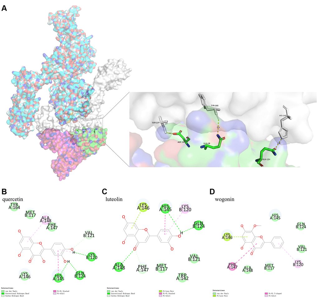 (A) shows the binding model of IL6R/IL6 and IL6ST. Spike protein (blue), IL6ST (white), IL6 (green), IL6R (pink) can be seen from the Figure. (B–D) are the docking models of quercetin, luteolin, wogonin with the interaction center of IL6R/IL6 and IL6ST of 1P9M-6VXX complex, respectively.