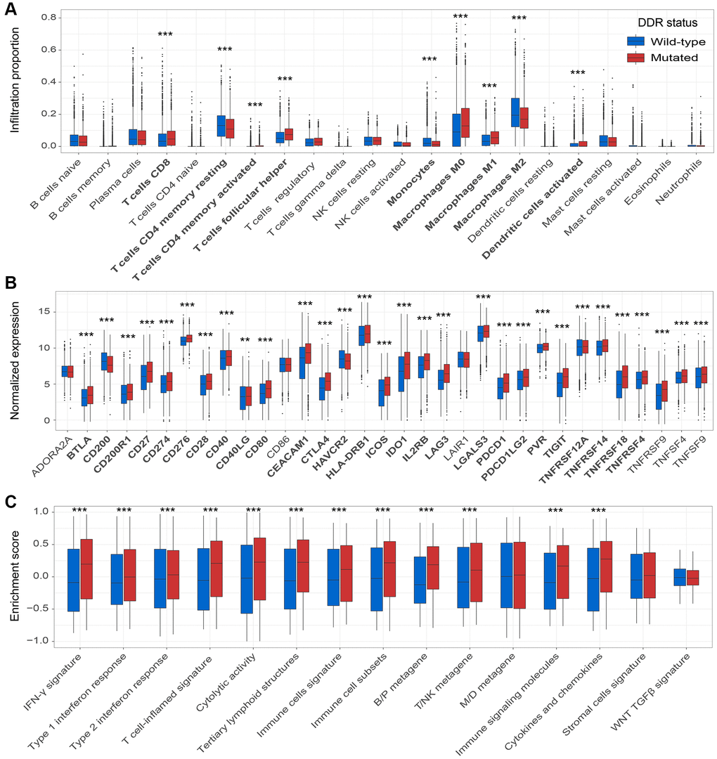 DDR mutations association with factors in the immune microenvironment. (A) Diverse infiltration abundance of 22 immune cells based on DDR mutational status; (B) Distinct expression of 33 immune checkpoints in patients with and without DDR mutations; (C) Distinct enrichment of 15 immune signatures in patients with and without DDR mutations. *P **P ***P 