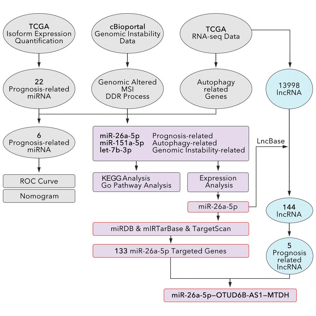 The study design to identify an autophagy-related and genomic-instability-related lncRNA-miRNA-Gene pathway in breast cancer. mRNAs and lncRNAs are identified from RNA-seq data. the Human Autophagy Database (HADb: http://www.autophagy.lu) is used to identify autophagy-related genes. Univariate and multivariate Cox regressions are used to identified prognosis-related miRNA, and co-expression is used to identify prognosis-related miRNA. miRDB, miRTarBase, and TargetScan are used to recognize miRNA-targeted genes. LncBase 2.0 is used to identify lncRNAs that interact with miR-26a-5p. Co-expression analysis between lncRNA-genes and miRNA-genes is performed to identified lncRNA-miRNA-gene pathways.