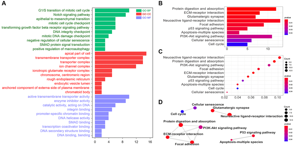 KEGG and GO analysis. (A) Go pathway (Biological Process, BP; Cellular Component, CC; Molecular Function, MF) analysis by R. KEGG analysis results showed by (B) bar diagram, (C) bubble diagram, and (D) interaction diagram.