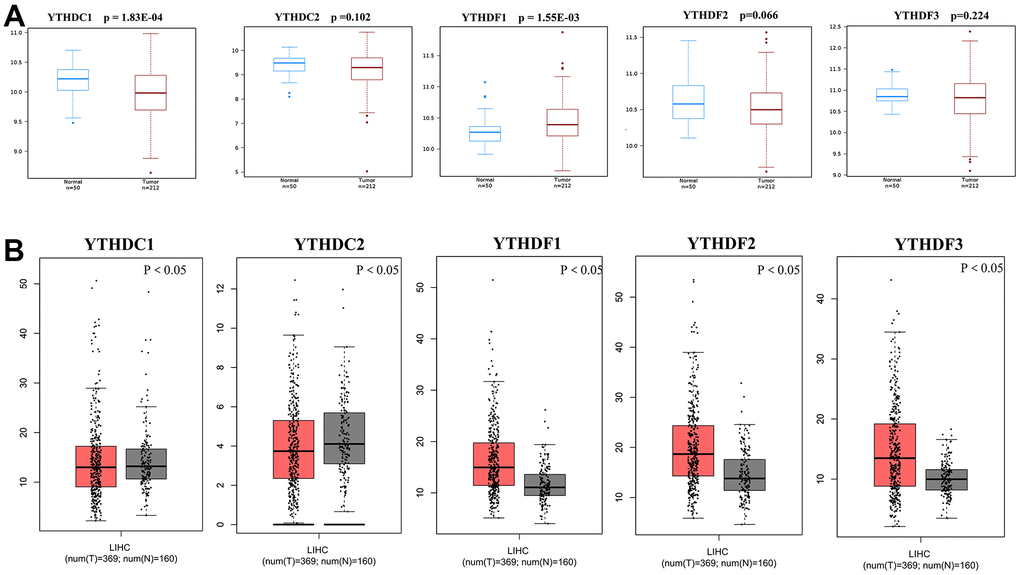 Differential mRNA expression analysis of the YTH domain family in HCC and normal tissues. (A) The expression profiles were collected from the Wanderer databases. (B) The expression profiles were collected from the GEPIA databases.