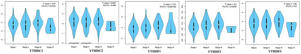 The relationship between the expression of the YTH domain family and the pathological stage of HCC patients (GEPIA). GEPIA databases were used to evaluate the correlations of the YTH domain family with the pathological stage of HCC patients.