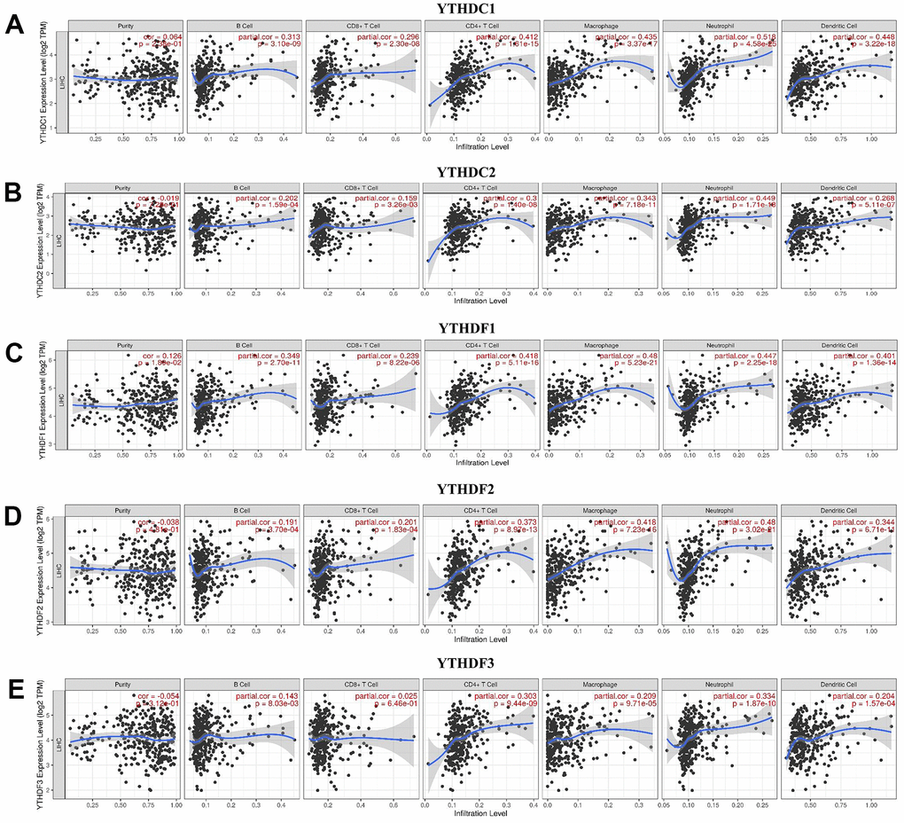 The relationship between immune cell infiltration and the expression of the YTH domain family. (A–E) The Timer database was used to analyze the effect of (A) YTHDC1, (B) YTHDC2, (C) YTHDF1, (D) YTHDF2, (E) YTHDF3 on the abundance of immune cells in HCC patients.