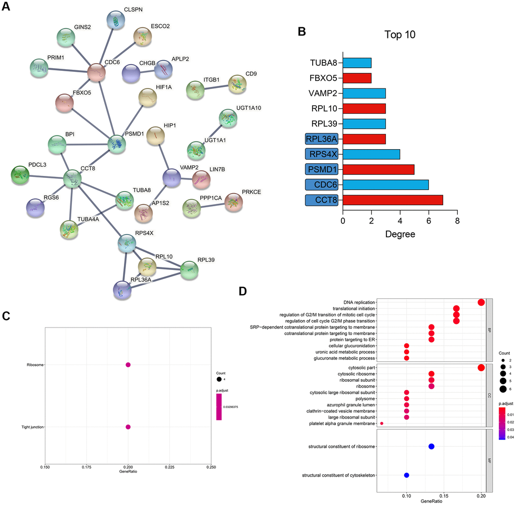 PPI network construction and functional enrichment. (A) Construction of a PPI network of the cell markers. (B) The Top 10 most important gene in the network. (C) KEGG pathway enrichment. (D) GO functional annotation. PPI, protein-protein interaction; KEGG, Kyoto Encyclopedia of Genes and Genomes; GO, Gene Ontology.