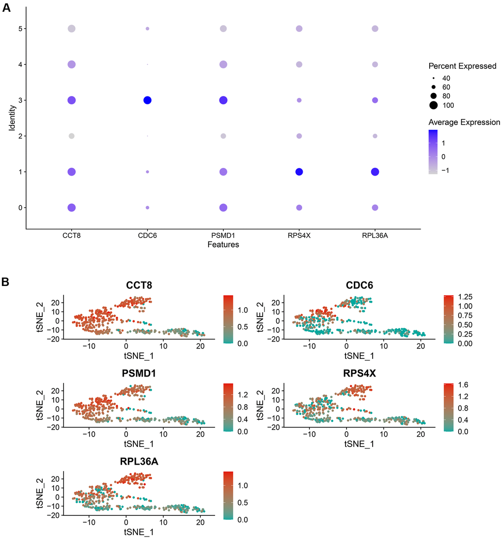 The expression level of the random forest model’s genes in each cell cluster, which was visualized by a bubble plot (A) and a scatter diagram (B).