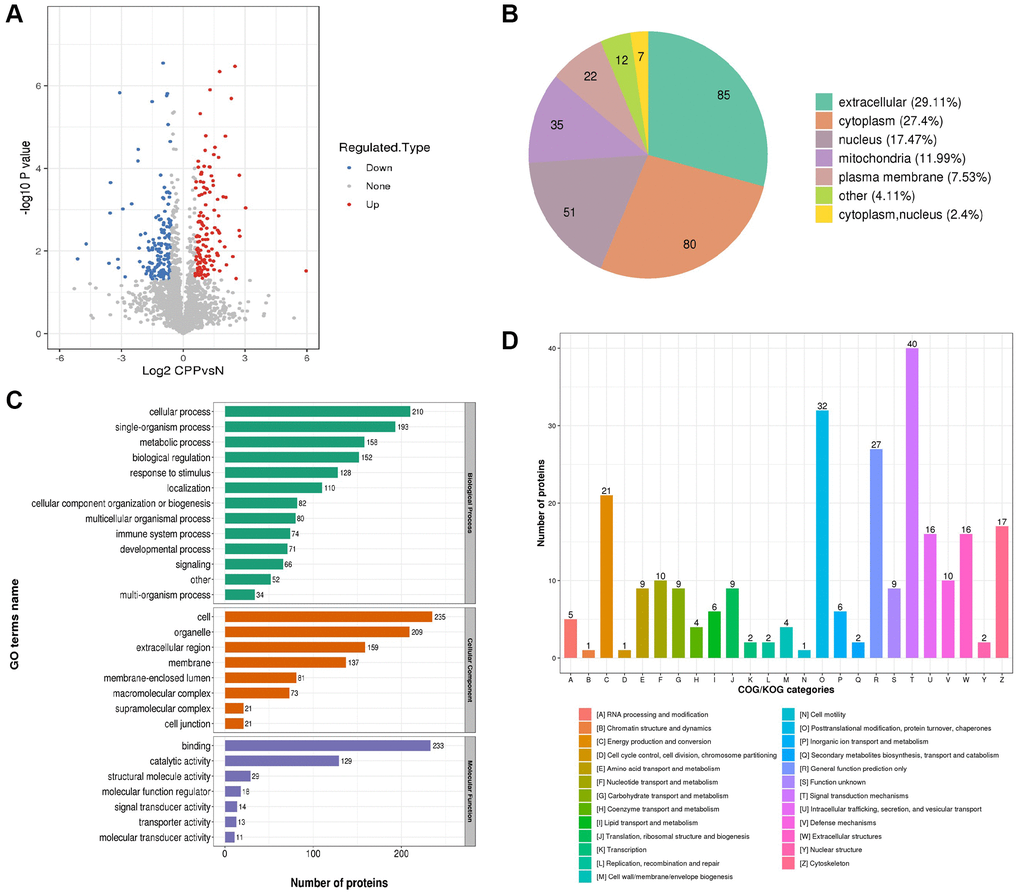 Global proteomics analyses of the identified differentially expressed proteins in CPP. (A) The horizontal axis and vertical axis of the volcano plot was the logarithmically converted value of the relative quantitative value of the protein and logarithmically converted p-value after the log-log conversion, respectively. In the volcano plot, the red dot indicated significantly up regulated proteins and the blue dot indicated significantly down regulated proteins. The p-value was calculated using the two-sample t-test method. (B) Clusters of Orthologous Groups of differentially expressed proteins. (C) Sub cellular Localization and classification of differentially expressed proteins. (D) The up regulated proteins and down regulated proteins between two groups via Enrichment of GO analysis.