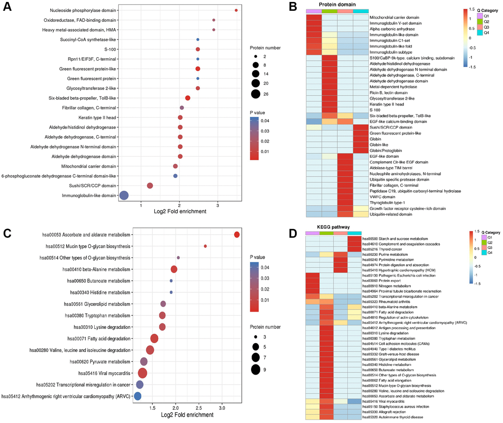 Enrichment analysis and heatmap analysis of protein domains and KEGG pathway. (A) Enrichment analysis of protein domains. (B) Heatmap analysis of proteins domains. (C) Enrichment analysis of KEGG pathway. (D) Heatmap analysis of KEGG pathway.